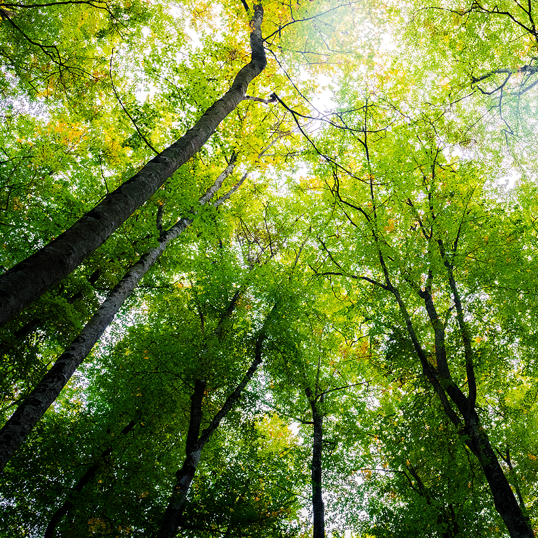 Website-Images---Sustainability​